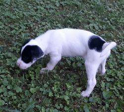 english setter pointer puppies