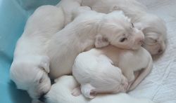 Puppies are 3 weeks old. Markings and ticking. Finding their voice