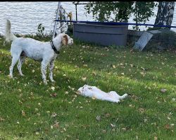 2 males Setter Puppies left