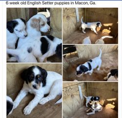 English Setter Puppies in Macon, Ga