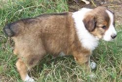 cutesEnglish Shepherd puppies for sale