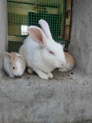 Rabbits for sale with low price