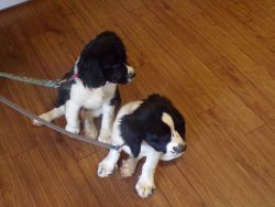 2 male puppies