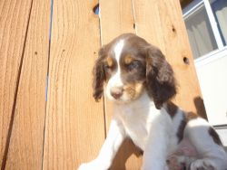 Springer Puppies Available