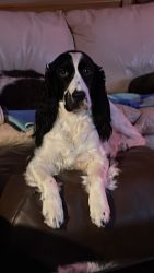 Beutifull AKC , Health tested male puppy out of 9 babies looking for a