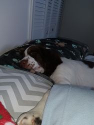 For sell English Springer spaniel puppy