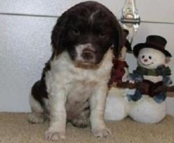 Awesome English Springer Spaniel puppies.
