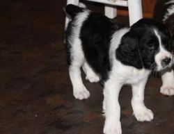 Very Healthy English Springer Spaniel For Sale