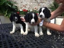 adopt English Springer Spaniel puppies for sale