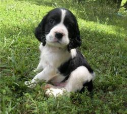 English Springer Spaniel puppies for sale
