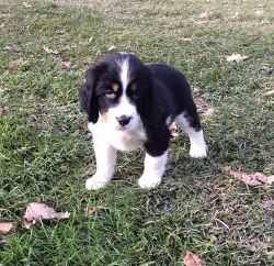Lovely English Springer Spaniel puppies For Sale