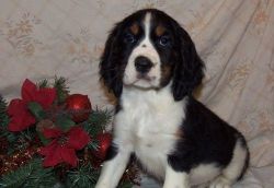 English Springer Spaniel Puppies Available Now