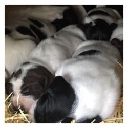 English Springer Spaniel Puppies for sale