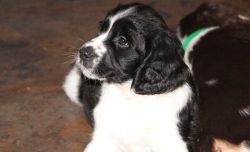 Well Socialized English Springer Spaniel Puppies