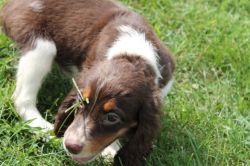 Home Raised English Springer Spaniel puppies
