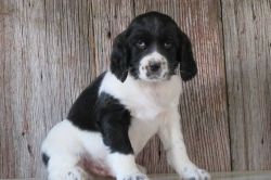 Male and femlae English Springer Spaniel puppies