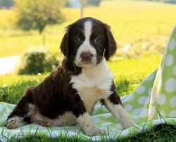 Potty Trained English Springer Spaniel Puppies