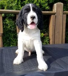 Outstanding English Springer Spaniel Puppies