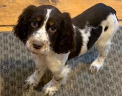 Liver & Whit English Springer Spaniels Puppies