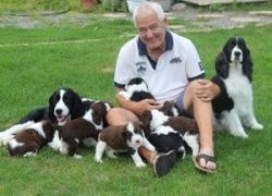 House trained English Springer Spaniel puppies