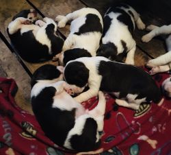 English Springer Spaniel Puppies born 15 July