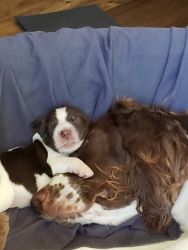 Now accepting deposits for 2 week old Englush Springer Spaniels