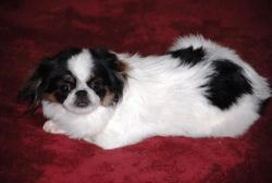 Simple Baby English Toy Spaniel Puppies For Sale