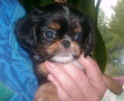 English Toy Spaniel Puppies For Sale