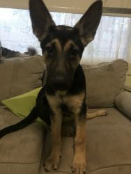 3 month old GermN shepherd for sale