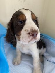 English springer spaniels for sale in Canfield oh