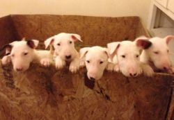 Quality And Chunky Kc English Bull Terriers