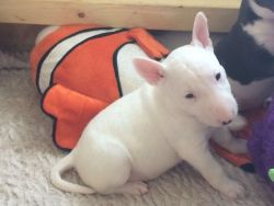 Beautiful English Bull Terrier Puppy's For Sale