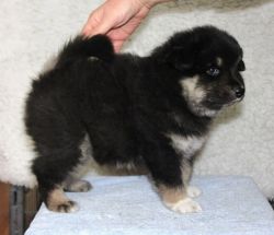 Eurasier puppies for sale