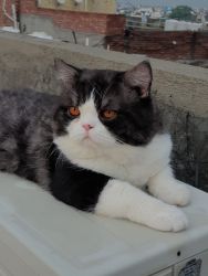 Semi punch Persian male cat