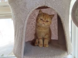 Extreme Persian Exotic Shorthair Red White Teacup Kittens New York New