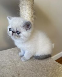 Home Raised Exotic Shorthair Kittens For Sale
