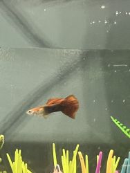 1 Tail Guppy fish for free