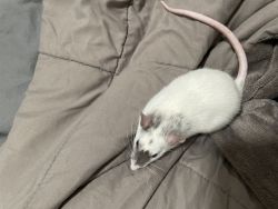 looking for new home for pet rat