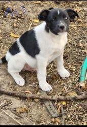Feist puppies looking for a forever home