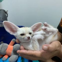 litter of 10 week old fennec fox kits 1 male and 1 female
