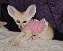 Licensed Fennec Fox Babies For Sale