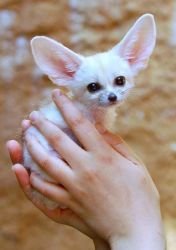 Fennec Foxes For Sale...