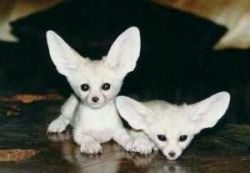 Cute Fennec Foxes Available,- xxx-xxx-xxxx