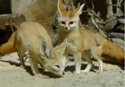 fennec fox from good home