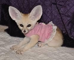 male and female fennec fox available