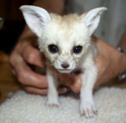 fennec fox available now