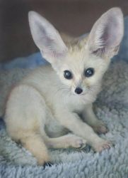 fennec fox available now