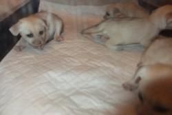 male and female fennec foxes available