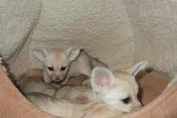 fennec foxes available