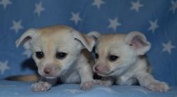 male and female baby fennec fox